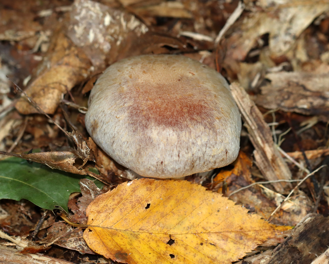 Pearly Webcap - Cortinarius alboviolaceus Dry, satiny mushroom with purple gills.<br />
<br />
Habitat: Mixed forest Cortinarius alboviolaceus,Fall,Fungus,Geotagged,Silvery Violet Cort,United States,cortinarius,mushroom,webcap