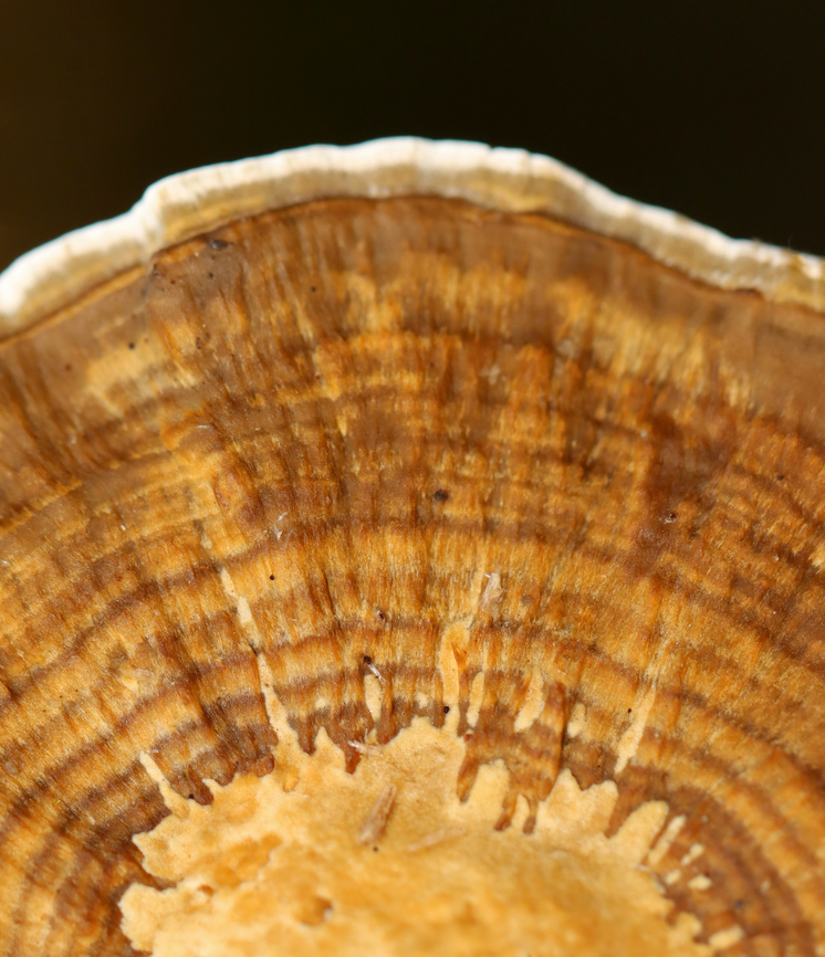 Blushing Bracket - Daedaleopsis confragosa Habitat: Growing on wood in a mixed forest<br />
<figure class="photo"><a href="https://www.jungledragon.com/image/143541/blushing_bracket_-_daedaleopsis_confragosa.html" title="Blushing Bracket - Daedaleopsis confragosa"><img src="https://s3.amazonaws.com/media.jungledragon.com/images/3232/143541_thumb.jpg?AWSAccessKeyId=05GMT0V3GWVNE7GGM1R2&Expires=1759968010&Signature=30S5eBeQZkMm%2BVqfX5w9ZEW%2BfqA%3D" width="132" height="152" alt="Blushing Bracket - Daedaleopsis confragosa Habitat: Growing on wood in a mixed forest<br />
https://www.jungledragon.com/image/143541/blushing_bracket_-_daedaleopsis_confragosa.html<br />
https://www.jungledragon.com/image/143543/blushing_bracket_-_daedaleopsis_confragosa.html<br />
https://www.jungledragon.com/image/143542/blushing_bracket_-_daedaleopsis_confragosa.html Daedaleopsis confragosa,Fall,Geotagged,Thin walled maze polypore,United States" /></a></figure><br />
<figure class="photo"><a href="https://www.jungledragon.com/image/143543/blushing_bracket_-_daedaleopsis_confragosa.html" title="Blushing Bracket - Daedaleopsis confragosa"><img src="https://s3.amazonaws.com/media.jungledragon.com/images/3232/143543_thumb.jpg?AWSAccessKeyId=05GMT0V3GWVNE7GGM1R2&Expires=1759968010&Signature=HuEmQ%2FAPpmrGtVdyS11m%2FErLFMM%3D" width="200" height="130" alt="Blushing Bracket - Daedaleopsis confragosa Habitat: Growing on wood in a mixed forest<br />
https://www.jungledragon.com/image/143541/blushing_bracket_-_daedaleopsis_confragosa.html<br />
https://www.jungledragon.com/image/143543/blushing_bracket_-_daedaleopsis_confragosa.html<br />
https://www.jungledragon.com/image/143542/blushing_bracket_-_daedaleopsis_confragosa.html Daedaleopsis,Daedaleopsis confragosa,Fall,Geotagged,Thin walled maze polypore,United States,fungus,mushroom" /></a></figure><br />
<figure class="photo"><a href="https://www.jungledragon.com/image/143542/blushing_bracket_-_daedaleopsis_confragosa.html" title="Blushing Bracket - Daedaleopsis confragosa"><img src="https://s3.amazonaws.com/media.jungledragon.com/images/3232/143542_thumb.jpg?AWSAccessKeyId=05GMT0V3GWVNE7GGM1R2&Expires=1759968010&Signature=4efvuSLzmOlBQutAa9TIsGSgTlM%3D" width="200" height="138" alt="Blushing Bracket - Daedaleopsis confragosa Habitat: Growing on wood in a mixed forest<br />
https://www.jungledragon.com/image/143541/blushing_bracket_-_daedaleopsis_confragosa.html<br />
https://www.jungledragon.com/image/143543/blushing_bracket_-_daedaleopsis_confragosa.html<br />
https://www.jungledragon.com/image/143542/blushing_bracket_-_daedaleopsis_confragosa.html Daedaleopsis confragosa,Fall,Geotagged,Thin walled maze polypore,United States" /></a></figure> Daedaleopsis confragosa,Fall,Geotagged,Thin walled maze polypore,United States