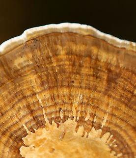 Blushing Bracket - Daedaleopsis confragosa Habitat: Growing on wood in a mixed forest
https://www.jungledragon.com/image/143541/blushing_bracket_-_daedaleopsis_confragosa.html
https://www.jungledragon.com/image/143543/blushing_bracket_-_daedaleopsis_confragosa.html
https://www.jungledragon.com/image/143542/blushing_bracket_-_daedaleopsis_confragosa.html Daedaleopsis confragosa,Fall,Geotagged,Thin walled maze polypore,United States