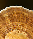 Blushing Bracket - Daedaleopsis confragosa Habitat: Growing on wood in a mixed forest<br />
https://www.jungledragon.com/image/143541/blushing_bracket_-_daedaleopsis_confragosa.html<br />
https://www.jungledragon.com/image/143543/blushing_bracket_-_daedaleopsis_confragosa.html<br />
https://www.jungledragon.com/image/143542/blushing_bracket_-_daedaleopsis_confragosa.html Daedaleopsis confragosa,Fall,Geotagged,Thin walled maze polypore,United States