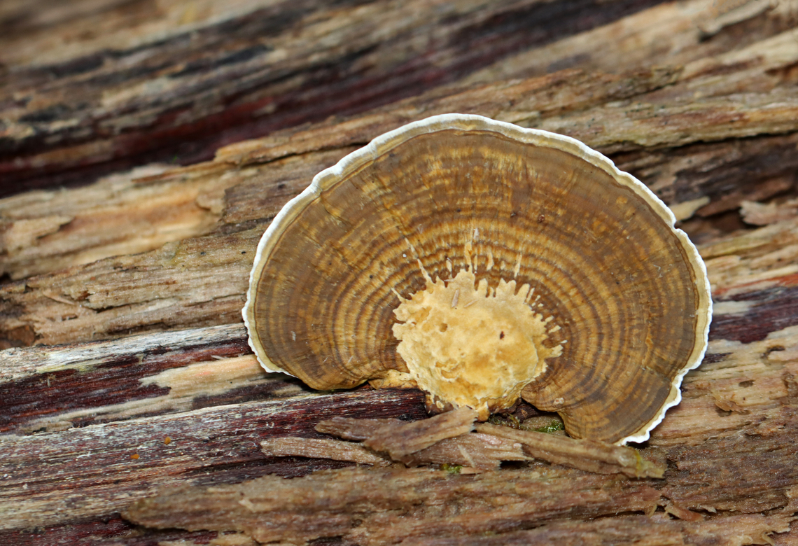 Blushing Bracket - Daedaleopsis confragosa Habitat: Growing on wood in a mixed forest<br />
<figure class="photo"><a href="https://www.jungledragon.com/image/143541/blushing_bracket_-_daedaleopsis_confragosa.html" title="Blushing Bracket - Daedaleopsis confragosa"><img src="https://s3.amazonaws.com/media.jungledragon.com/images/3232/143541_thumb.jpg?AWSAccessKeyId=05GMT0V3GWVNE7GGM1R2&Expires=1767225610&Signature=DyIfzHpTFHEltf5LbGy1uvcdjMk%3D" width="132" height="152" alt="Blushing Bracket - Daedaleopsis confragosa Habitat: Growing on wood in a mixed forest<br />
https://www.jungledragon.com/image/143541/blushing_bracket_-_daedaleopsis_confragosa.html<br />
https://www.jungledragon.com/image/143543/blushing_bracket_-_daedaleopsis_confragosa.html<br />
https://www.jungledragon.com/image/143542/blushing_bracket_-_daedaleopsis_confragosa.html Daedaleopsis confragosa,Fall,Geotagged,Thin walled maze polypore,United States" /></a></figure><br />
<figure class="photo"><a href="https://www.jungledragon.com/image/143543/blushing_bracket_-_daedaleopsis_confragosa.html" title="Blushing Bracket - Daedaleopsis confragosa"><img src="https://s3.amazonaws.com/media.jungledragon.com/images/3232/143543_thumb.jpg?AWSAccessKeyId=05GMT0V3GWVNE7GGM1R2&Expires=1767225610&Signature=S%2FLjdU0ve6qlgVW2ITE3L2Z%2Bgsg%3D" width="200" height="130" alt="Blushing Bracket - Daedaleopsis confragosa Habitat: Growing on wood in a mixed forest<br />
https://www.jungledragon.com/image/143541/blushing_bracket_-_daedaleopsis_confragosa.html<br />
https://www.jungledragon.com/image/143543/blushing_bracket_-_daedaleopsis_confragosa.html<br />
https://www.jungledragon.com/image/143542/blushing_bracket_-_daedaleopsis_confragosa.html Daedaleopsis,Daedaleopsis confragosa,Fall,Geotagged,Thin walled maze polypore,United States,fungus,mushroom" /></a></figure><br />
<figure class="photo"><a href="https://www.jungledragon.com/image/143542/blushing_bracket_-_daedaleopsis_confragosa.html" title="Blushing Bracket - Daedaleopsis confragosa"><img src="https://s3.amazonaws.com/media.jungledragon.com/images/3232/143542_thumb.jpg?AWSAccessKeyId=05GMT0V3GWVNE7GGM1R2&Expires=1767225610&Signature=IiGEY5pe30UkLCaBsHJ15IrTnnQ%3D" width="200" height="138" alt="Blushing Bracket - Daedaleopsis confragosa Habitat: Growing on wood in a mixed forest<br />
https://www.jungledragon.com/image/143541/blushing_bracket_-_daedaleopsis_confragosa.html<br />
https://www.jungledragon.com/image/143543/blushing_bracket_-_daedaleopsis_confragosa.html<br />
https://www.jungledragon.com/image/143542/blushing_bracket_-_daedaleopsis_confragosa.html Daedaleopsis confragosa,Fall,Geotagged,Thin walled maze polypore,United States" /></a></figure> Daedaleopsis confragosa,Fall,Geotagged,Thin walled maze polypore,United States
