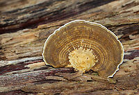 Blushing Bracket - Daedaleopsis confragosa Habitat: Growing on wood in a mixed forest<br />
https://www.jungledragon.com/image/143541/blushing_bracket_-_daedaleopsis_confragosa.html<br />
https://www.jungledragon.com/image/143543/blushing_bracket_-_daedaleopsis_confragosa.html<br />
https://www.jungledragon.com/image/143542/blushing_bracket_-_daedaleopsis_confragosa.html Daedaleopsis confragosa,Fall,Geotagged,Thin walled maze polypore,United States
