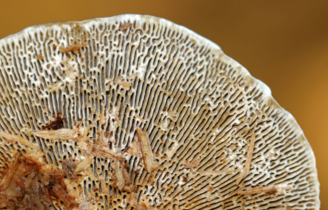 Blushing Bracket - Daedaleopsis confragosa Habitat: Growing on wood in a mixed forest<br />
<figure class="photo"><a href="https://www.jungledragon.com/image/143541/blushing_bracket_-_daedaleopsis_confragosa.html" title="Blushing Bracket - Daedaleopsis confragosa"><img src="https://s3.amazonaws.com/media.jungledragon.com/images/3232/143541_thumb.jpg?AWSAccessKeyId=05GMT0V3GWVNE7GGM1R2&Expires=1767225610&Signature=DyIfzHpTFHEltf5LbGy1uvcdjMk%3D" width="132" height="152" alt="Blushing Bracket - Daedaleopsis confragosa Habitat: Growing on wood in a mixed forest<br />
https://www.jungledragon.com/image/143541/blushing_bracket_-_daedaleopsis_confragosa.html<br />
https://www.jungledragon.com/image/143543/blushing_bracket_-_daedaleopsis_confragosa.html<br />
https://www.jungledragon.com/image/143542/blushing_bracket_-_daedaleopsis_confragosa.html Daedaleopsis confragosa,Fall,Geotagged,Thin walled maze polypore,United States" /></a></figure><br />
<figure class="photo"><a href="https://www.jungledragon.com/image/143543/blushing_bracket_-_daedaleopsis_confragosa.html" title="Blushing Bracket - Daedaleopsis confragosa"><img src="https://s3.amazonaws.com/media.jungledragon.com/images/3232/143543_thumb.jpg?AWSAccessKeyId=05GMT0V3GWVNE7GGM1R2&Expires=1767225610&Signature=S%2FLjdU0ve6qlgVW2ITE3L2Z%2Bgsg%3D" width="200" height="130" alt="Blushing Bracket - Daedaleopsis confragosa Habitat: Growing on wood in a mixed forest<br />
https://www.jungledragon.com/image/143541/blushing_bracket_-_daedaleopsis_confragosa.html<br />
https://www.jungledragon.com/image/143543/blushing_bracket_-_daedaleopsis_confragosa.html<br />
https://www.jungledragon.com/image/143542/blushing_bracket_-_daedaleopsis_confragosa.html Daedaleopsis,Daedaleopsis confragosa,Fall,Geotagged,Thin walled maze polypore,United States,fungus,mushroom" /></a></figure><br />
<figure class="photo"><a href="https://www.jungledragon.com/image/143542/blushing_bracket_-_daedaleopsis_confragosa.html" title="Blushing Bracket - Daedaleopsis confragosa"><img src="https://s3.amazonaws.com/media.jungledragon.com/images/3232/143542_thumb.jpg?AWSAccessKeyId=05GMT0V3GWVNE7GGM1R2&Expires=1767225610&Signature=IiGEY5pe30UkLCaBsHJ15IrTnnQ%3D" width="200" height="138" alt="Blushing Bracket - Daedaleopsis confragosa Habitat: Growing on wood in a mixed forest<br />
https://www.jungledragon.com/image/143541/blushing_bracket_-_daedaleopsis_confragosa.html<br />
https://www.jungledragon.com/image/143543/blushing_bracket_-_daedaleopsis_confragosa.html<br />
https://www.jungledragon.com/image/143542/blushing_bracket_-_daedaleopsis_confragosa.html Daedaleopsis confragosa,Fall,Geotagged,Thin walled maze polypore,United States" /></a></figure> Daedaleopsis,Daedaleopsis confragosa,Fall,Geotagged,Thin walled maze polypore,United States,fungus,mushroom