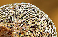 Blushing Bracket - Daedaleopsis confragosa Habitat: Growing on wood in a mixed forest<br />
https://www.jungledragon.com/image/143541/blushing_bracket_-_daedaleopsis_confragosa.html<br />
https://www.jungledragon.com/image/143543/blushing_bracket_-_daedaleopsis_confragosa.html<br />
https://www.jungledragon.com/image/143542/blushing_bracket_-_daedaleopsis_confragosa.html Daedaleopsis,Daedaleopsis confragosa,Fall,Geotagged,Thin walled maze polypore,United States,fungus,mushroom