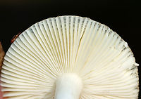 Brittlegill - Russula sp. Habitat: It was growing on the ground, but maybe on buried, rotting wood; Mixed forest<br />
https://www.jungledragon.com/image/143587/brittlegill_-_russula_sp.html<br />
https://www.jungledragon.com/image/143586/brittlegill_-_russula_sp.html<br />
https://www.jungledragon.com/image/143585/brittlegill_-_russula_sp.html Fall,Geotagged,United States
