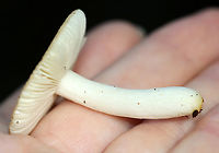 Brittlegill - Russula sp. Habitat: It was growing on the ground, but maybe on buried, rotting wood; Mixed forest<br />
https://www.jungledragon.com/image/143587/brittlegill_-_russula_sp.html<br />
https://www.jungledragon.com/image/143586/brittlegill_-_russula_sp.html<br />
https://www.jungledragon.com/image/143585/brittlegill_-_russula_sp.html Fall,Geotagged,United States