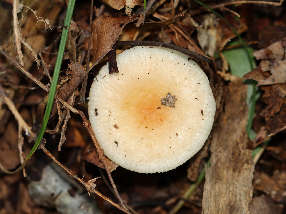 Brittlegill - Russula sp. Could be Russula fragilis or grata or neither...<br />
<br />
Habitat: It was growing on the ground, but maybe on buried, rotting wood; Mixed forest<br />
<figure class="photo"><a href="https://www.jungledragon.com/image/143587/brittlegill_-_russula_sp.html" title="Brittlegill - Russula sp."><img src="https://s3.amazonaws.com/media.jungledragon.com/images/3232/143587_thumb.jpg?AWSAccessKeyId=05GMT0V3GWVNE7GGM1R2&Expires=1765411210&Signature=J%2BFoIu1HpmAvijBTP7BRyFEiD9A%3D" width="200" height="150" alt="Brittlegill - Russula sp. Could be Russula fragilis or grata or neither...<br />
<br />
Habitat: It was growing on the ground, but maybe on buried, rotting wood; Mixed forest<br />
https://www.jungledragon.com/image/143587/brittlegill_-_russula_sp.html<br />
https://www.jungledragon.com/image/143586/brittlegill_-_russula_sp.html<br />
https://www.jungledragon.com/image/143585/brittlegill_-_russula_sp.html Fall,Geotagged,United States,fungus,mushroom,russula" /></a></figure><br />
<figure class="photo"><a href="https://www.jungledragon.com/image/143586/brittlegill_-_russula_sp.html" title="Brittlegill - Russula sp."><img src="https://s3.amazonaws.com/media.jungledragon.com/images/3232/143586_thumb.jpg?AWSAccessKeyId=05GMT0V3GWVNE7GGM1R2&Expires=1765411210&Signature=B%2FWiqwDD6r9lnO3MeSvOLYsSsqg%3D" width="200" height="142" alt="Brittlegill - Russula sp. Habitat: It was growing on the ground, but maybe on buried, rotting wood; Mixed forest<br />
https://www.jungledragon.com/image/143587/brittlegill_-_russula_sp.html<br />
https://www.jungledragon.com/image/143586/brittlegill_-_russula_sp.html<br />
https://www.jungledragon.com/image/143585/brittlegill_-_russula_sp.html Fall,Geotagged,United States" /></a></figure><br />
<figure class="photo"><a href="https://www.jungledragon.com/image/143585/brittlegill_-_russula_sp.html" title="Brittlegill - Russula sp."><img src="https://s3.amazonaws.com/media.jungledragon.com/images/3232/143585_thumb.jpg?AWSAccessKeyId=05GMT0V3GWVNE7GGM1R2&Expires=1765411210&Signature=ZK3o8uYwnIb%2FYJSQqLW9heBJPHY%3D" width="200" height="142" alt="Brittlegill - Russula sp. Habitat: It was growing on the ground, but maybe on buried, rotting wood; Mixed forest<br />
https://www.jungledragon.com/image/143587/brittlegill_-_russula_sp.html<br />
https://www.jungledragon.com/image/143586/brittlegill_-_russula_sp.html<br />
https://www.jungledragon.com/image/143585/brittlegill_-_russula_sp.html Fall,Geotagged,United States" /></a></figure> Fall,Geotagged,United States,fungus,mushroom,russula