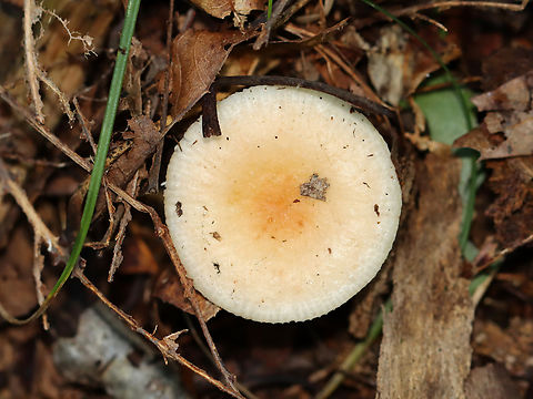 Brittlegill - Russula sp. Could be Russula fragilis or grata or neither...

Habitat: It was growing on the ground, but maybe on buried, rotting wood; Mixed forest
https://www.jungledragon.com/image/143587/brittlegill_-_russula_sp.html
https://www.jungledragon.com/image/143586/brittlegill_-_russula_sp.html
https://www.jungledragon.com/image/143585/brittlegill_-_russula_sp.html Fall,Geotagged,United States,fungus,mushroom,russula