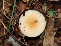 Brittlegill - Russula sp. Could be Russula fragilis or grata or neither...<br />
<br />
Habitat: It was growing on the ground, but maybe on buried, rotting wood; Mixed forest<br />
https://www.jungledragon.com/image/143587/brittlegill_-_russula_sp.html<br />
https://www.jungledragon.com/image/143586/brittlegill_-_russula_sp.html<br />
https://www.jungledragon.com/image/143585/brittlegill_-_russula_sp.html Fall,Geotagged,United States,fungus,mushroom,russula
