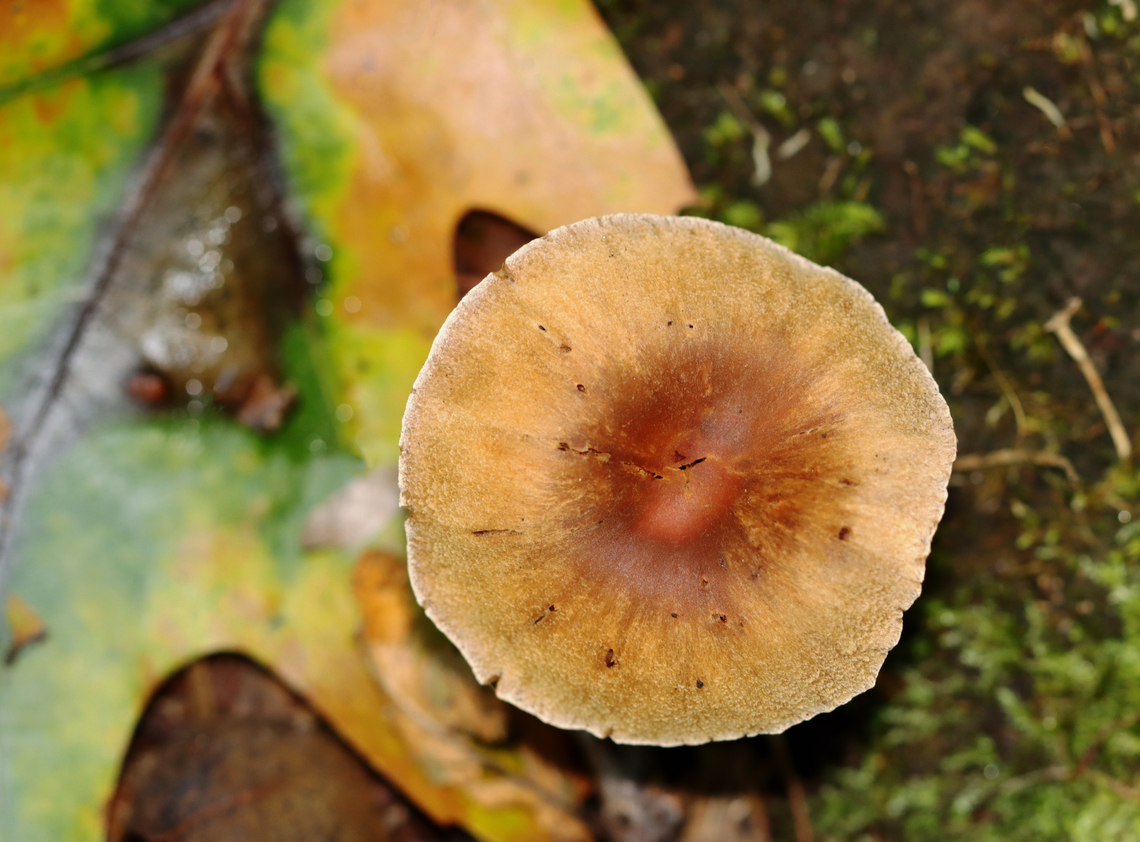 Webcap - Cortinarius sp. Habitat: Growing on the ground; mixed forest Fall,Geotagged,United States,cortinarius,fungus,mushroom,webcap