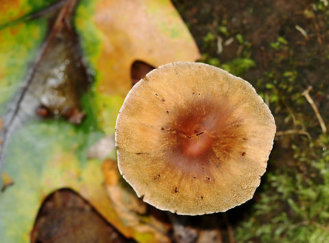 Webcap - Cortinarius sp. Habitat: Growing on the ground; mixed forest Fall,Geotagged,United States,cortinarius,fungus,mushroom,webcap