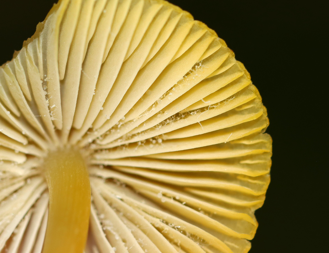 Clustered Bonnet - Mycena inclinata Habitat: Growing on rotting wood in a deciduous forest<br />
<figure class="photo"><a href="https://www.jungledragon.com/image/143620/clustered_bonnet_-_mycena_inclinata.html" title="Clustered Bonnet - Mycena inclinata"><img src="https://s3.amazonaws.com/media.jungledragon.com/images/3232/143620_thumb.jpg?AWSAccessKeyId=05GMT0V3GWVNE7GGM1R2&Expires=1767225610&Signature=ghTlaHBTMueIFGqnnhnCXpEDhBQ%3D" width="120" height="152" alt="Clustered Bonnet - Mycena inclinata Habitat: Growing on rotting wood in a deciduous forest<br />
https://www.jungledragon.com/image/143619/clustered_bonnet_-_mycena_inclinata.html Fall,Geotagged,Mycena inclinata,Oak-stump bonnet cap,United States" /></a></figure> Fall,Geotagged,Mycena inclinata,Oak-stump bonnet cap,United States,fungus,mushroom,mycena