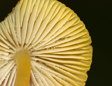 Clustered Bonnet - Mycena inclinata Habitat: Growing on rotting wood in a deciduous forest
https://www.jungledragon.com/image/143620/clustered_bonnet_-_mycena_inclinata.html Fall,Geotagged,Mycena inclinata,Oak-stump bonnet cap,United States,fungus,mushroom,mycena