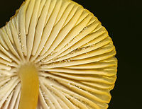 Clustered Bonnet - Mycena inclinata Habitat: Growing on rotting wood in a deciduous forest<br />
https://www.jungledragon.com/image/143620/clustered_bonnet_-_mycena_inclinata.html Fall,Geotagged,Mycena inclinata,Oak-stump bonnet cap,United States,fungus,mushroom,mycena