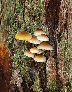 Clustered Bonnet - Mycena inclinata Habitat: Growing on rotting wood in a deciduous forest
https://www.jungledragon.com/image/143619/clustered_bonnet_-_mycena_inclinata.html Fall,Geotagged,Mycena inclinata,Oak-stump bonnet cap,United States