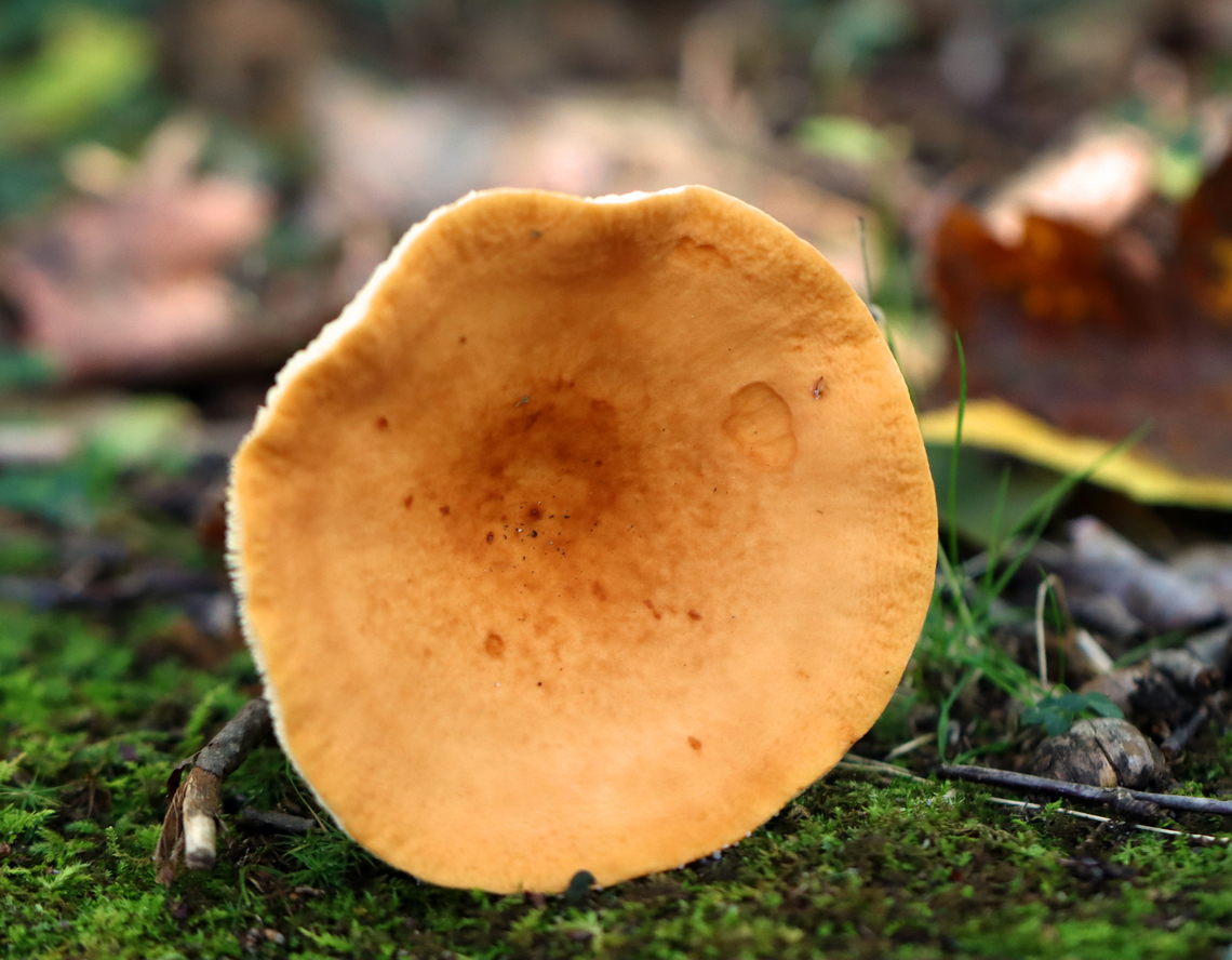Weeping Milkcap - Lactifluus volemus Soft, dry, orange cap with a central depression. Attached, cream-colored gills that leaked white milk. The stipe was pale orange.<br />
<br />
Habitat: Growing on the ground in a deciduous forest<br />
<br />
*This mushroom is edible, but smells horrible.<br />
<figure class="photo"><a href="https://www.jungledragon.com/image/143640/weeping_milkcap_-_lactifluus_volemus.html" title="Weeping Milkcap - Lactifluus volemus"><img src="https://s3.amazonaws.com/media.jungledragon.com/images/3232/143640_thumb.jpg?AWSAccessKeyId=05GMT0V3GWVNE7GGM1R2&Expires=1759968010&Signature=zEIlDfojdZrf5fjC7AbHxDWghiY%3D" width="200" height="148" alt="Weeping Milkcap - Lactifluus volemus Soft, dry, orange cap with a central depression. Attached, cream-colored gills that leaked white milk. The stipe was pale orange.<br />
<br />
Habitat: Growing on the ground in a deciduous forest<br />
<br />
*This mushroom is edible, but smells horrible.<br />
https://www.jungledragon.com/image/143639/weeping_milkcap_-_lactifluus_volemus.html Fall,Geotagged,Lactifluus volemus,United States,Weeping milk cap" /></a></figure> Fall,Geotagged,Lactifluus volemus,United States,Weeping milk cap,fungus,lactifluus,milk cap,mushroom