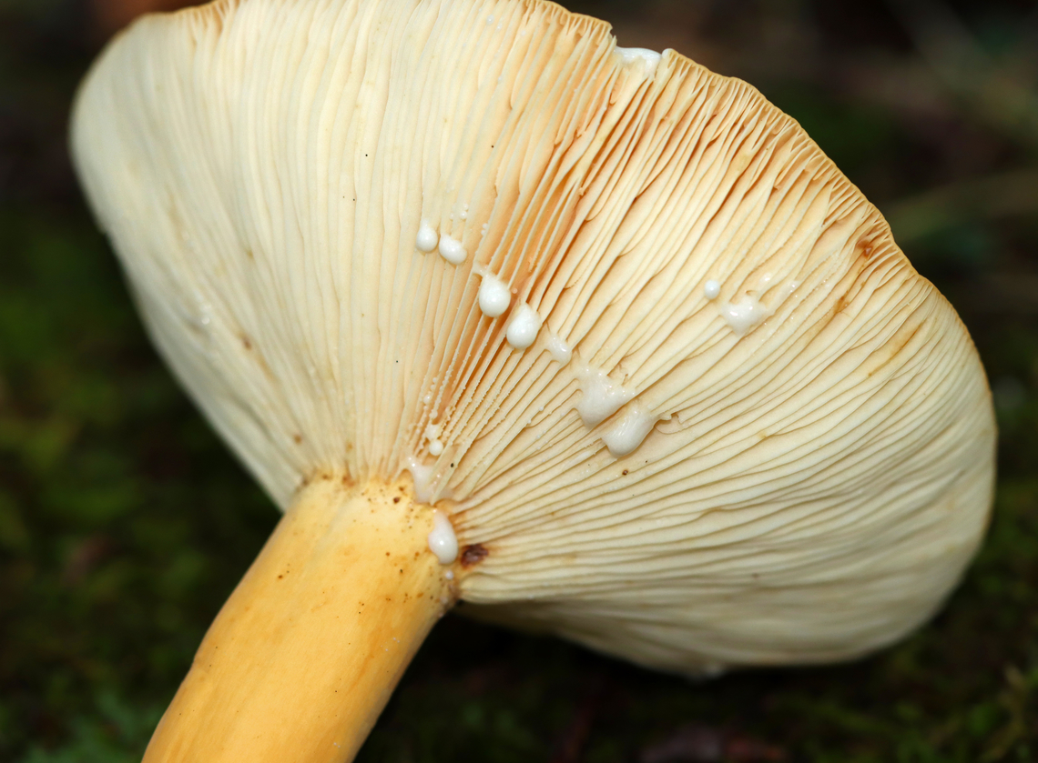 Weeping Milkcap - Lactifluus volemus Soft, dry, orange cap with a central depression. Attached, cream-colored gills that leaked white milk. The stipe was pale orange.<br />
<br />
Habitat: Growing on the ground in a deciduous forest<br />
<br />
*This mushroom is edible, but smells horrible.<br />
<figure class="photo"><a href="https://www.jungledragon.com/image/143639/weeping_milkcap_-_lactifluus_volemus.html" title="Weeping Milkcap - Lactifluus volemus"><img src="https://s3.amazonaws.com/media.jungledragon.com/images/3232/143639_thumb.jpg?AWSAccessKeyId=05GMT0V3GWVNE7GGM1R2&Expires=1759968010&Signature=kZdoGZtOlZFWNGkrUlGVDrhZUws%3D" width="200" height="156" alt="Weeping Milkcap - Lactifluus volemus Soft, dry, orange cap with a central depression. Attached, cream-colored gills that leaked white milk. The stipe was pale orange.<br />
<br />
Habitat: Growing on the ground in a deciduous forest<br />
<br />
*This mushroom is edible, but smells horrible.<br />
https://www.jungledragon.com/image/143640/weeping_milkcap_-_lactifluus_volemus.html Fall,Geotagged,Lactifluus volemus,United States,Weeping milk cap,fungus,lactifluus,milk cap,mushroom" /></a></figure> Fall,Geotagged,Lactifluus volemus,United States,Weeping milk cap