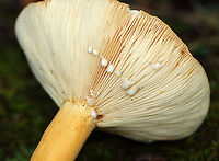 Weeping Milkcap - Lactifluus volemus Soft, dry, orange cap with a central depression. Attached, cream-colored gills that leaked white milk. The stipe was pale orange.<br />
<br />
Habitat: Growing on the ground in a deciduous forest<br />
<br />
*This mushroom is edible, but smells horrible.<br />
https://www.jungledragon.com/image/143639/weeping_milkcap_-_lactifluus_volemus.html Fall,Geotagged,Lactifluus volemus,United States,Weeping milk cap