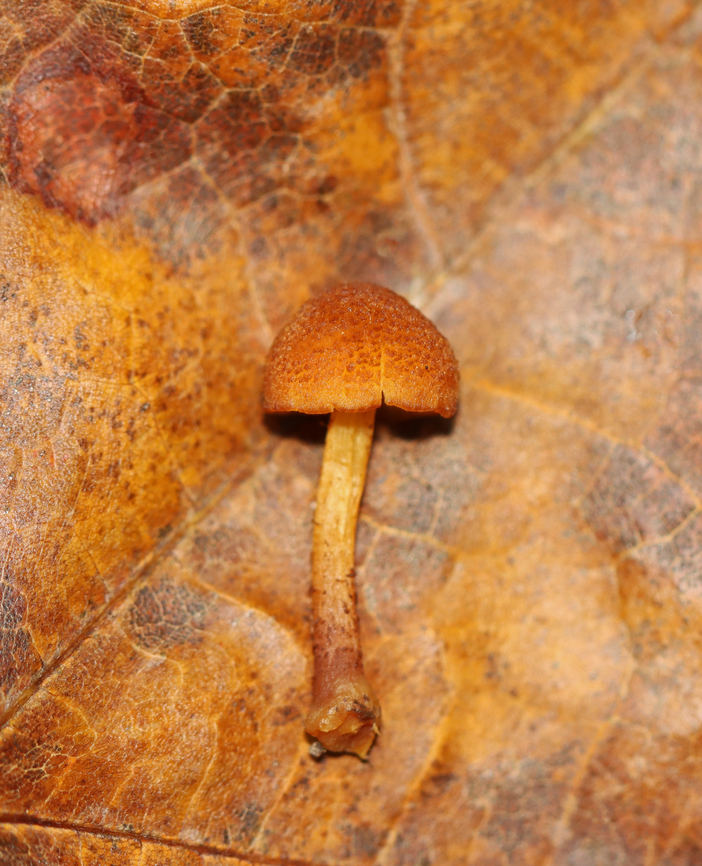 Pholiota granulosa Growing on rotting wood; mixed forest<br />
<figure class="photo"><a href="https://www.jungledragon.com/image/143649/pholiota_granulosa.html" title="Pholiota granulosa"><img src="https://s3.amazonaws.com/media.jungledragon.com/images/3232/143649_thumb.jpg?AWSAccessKeyId=05GMT0V3GWVNE7GGM1R2&Expires=1759968010&Signature=5UBT1GLLqU%2FCUA6CpvxwOK3%2Fsfg%3D" width="128" height="152" alt="Pholiota granulosa Growing on rotting wood; mixed forest<br />
https://www.jungledragon.com/image/143648/pholiota_granulosa.html Fall,Geotagged,Pholiota granulosa,United States" /></a></figure> Fall,Geotagged,Pholiota,Pholiota granulosa,United States; fungi,mushroom