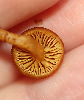 Pholiota granulosa Growing on rotting wood; mixed forest
https://www.jungledragon.com/image/143648/pholiota_granulosa.html Fall,Geotagged,Pholiota granulosa,United States
