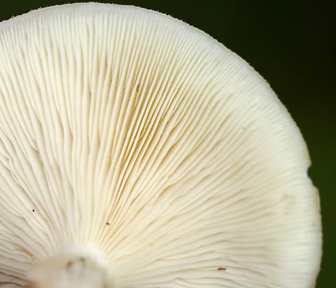 Aniseed Toadstool - Clitocybe odora The cap was a bit fibrillose. Gills were decurrent. Lots of basal mycelium. The mushroom had a strong scent.

Habitat: Mixed forest with mostly birch, oak, and pine
https://www.jungledragon.com/image/143652/aniseed_toadstool_-_clitocybe_odora.html Clitocybe odora,Fall,Fungus,Geotagged,United States,clitocybe,mushroom