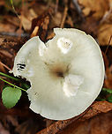 Aniseed Toadstool - Clitocybe odora The cap was a bit fibrillose. Gills were decurrent. Lots of basal mycelium. The mushroom had a strong scent.<br />
<br />
Habitat: Mixed forest with mostly birch, oak, and pine<br />
https://www.jungledragon.com/image/143651/aniseed_toadstool_-_clitocybe_odora.html Clitocybe odora,Fall,Geotagged,United States