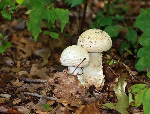 Coker's Amanita - Amanita cokeri Habitat: Deciduous forest Amanita cokeri,Coker's Amanita,Fall,Geotagged,United States,amanita,fungus,mushroom