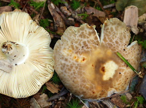 Crusty Russula - Russula crustosa Habitat: Deciduous forest Crusty Russula,Fall,Geotagged,Russula,Russula crustosa,United States,fungus,mushroom