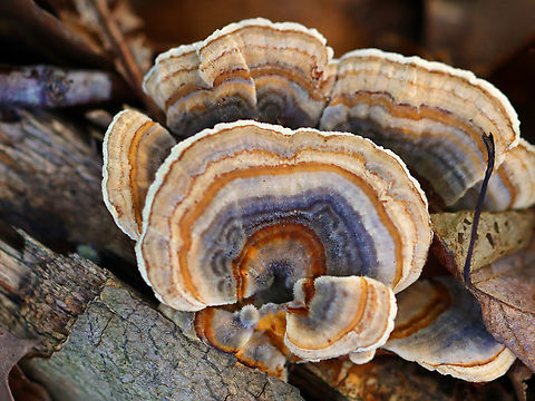 Turkey Tail - Trametes versicolor Habitat: Growing on a fallen, rotting tree; mixed forest Fall,Geotagged,Trametes versicolor,Turkey Tail,United States,fungus,trametes