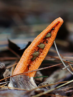 Stinky Squid - Pseudocolus fusiformis Habitat: Growing in wood chips; mixed forest Fall,Geotagged,Pseudocolus,Pseudocolus fusiformis,Stinky squid,United States,fungus