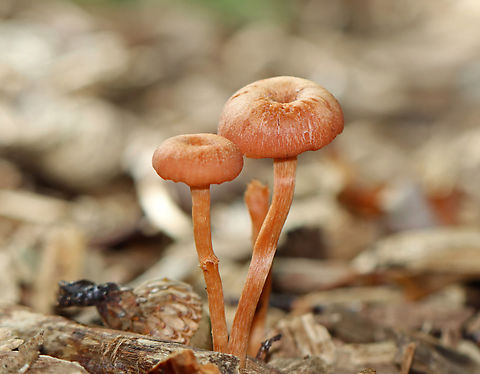 The Deceiver - Laccaria laccata Habitat: Mixed forest
https://www.jungledragon.com/image/143721/the_deceiver_-_laccaria_laccata.html Fall,Geotagged,Laccaria laccata,United States,Waxy laccaria
