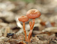 The Deceiver - Laccaria laccata Habitat: Mixed forest<br />
https://www.jungledragon.com/image/143721/the_deceiver_-_laccaria_laccata.html Fall,Geotagged,Laccaria laccata,United States,Waxy laccaria