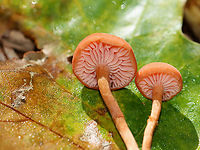The Deceiver - Laccaria laccata Habitat: Mixed forest<br />
https://www.jungledragon.com/image/143719/the_deceiver_-_laccaria_laccata.html Fall,Fungus,Geotagged,Laccaria laccata,United States,Waxy laccaria,laccaria,mushroom