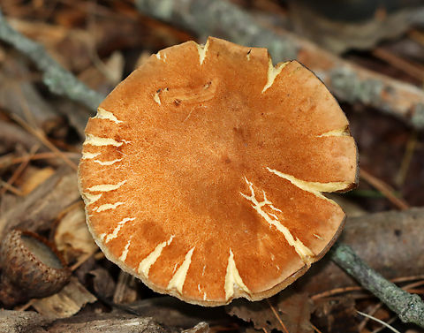 Chestnut Bolete - Gyroporus castaneus group Habitat: Mixed forest
https://www.jungledragon.com/image/143728/chestnut_bolete_-_gyroporus_castaneus_group.html Chestnut bolete,Fall,Geotagged,Gyroporus,Gyroporus castaneus,United States,bolete,fungus,mushroom