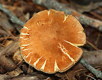 Chestnut Bolete - Gyroporus castaneus group Habitat: Mixed forest<br />
https://www.jungledragon.com/image/143728/chestnut_bolete_-_gyroporus_castaneus_group.html Chestnut bolete,Fall,Geotagged,Gyroporus,Gyroporus castaneus,United States,bolete,fungus,mushroom