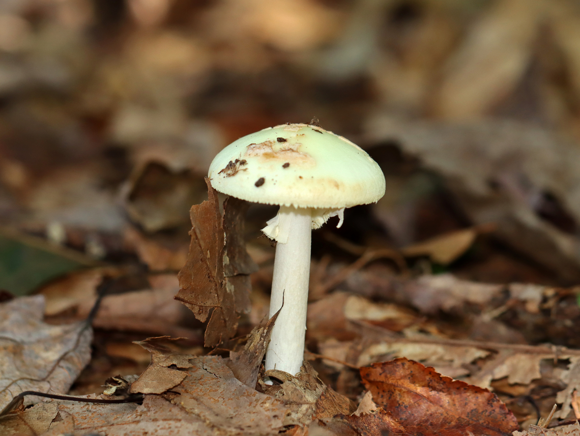 Coker's Lavender Staining Amanita - Amanita lavendula Habitat: Growing on the ground in a mixed forest<br />
<figure class="photo"><a href="https://www.jungledragon.com/image/143726/cokers_lavender_staining_amanita_-_amanita_lavendula.html" title="Coker&#039;s Lavender Staining Amanita - Amanita lavendula"><img src="https://s3.amazonaws.com/media.jungledragon.com/images/3232/143726_thumb.jpg?AWSAccessKeyId=05GMT0V3GWVNE7GGM1R2&Expires=1767225610&Signature=UNhMhpl4oHg6xCAhMcUglzJYo8I%3D" width="134" height="152" alt="Coker&#039;s Lavender Staining Amanita - Amanita lavendula Habitat: Growing on the ground in a mixed forest<br />
https://www.jungledragon.com/image/143725/cokers_lavender_staining_amanita_-_amanita_lavendula.html Amanita lavendula,Coker&#039;s Lavender Staining Amanita,Fall,Geotagged,United States" /></a></figure> Amanita lavendula,Coker's Lavender Staining Amanita,Fall,Geotagged,United States,amanita,fungus,mushroom