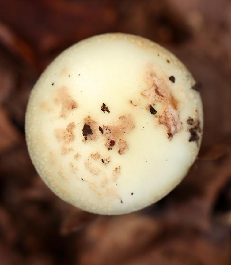 Coker's Lavender Staining Amanita - Amanita lavendula Habitat: Growing on the ground in a mixed forest<br />
<figure class="photo"><a href="https://www.jungledragon.com/image/143725/cokers_lavender_staining_amanita_-_amanita_lavendula.html" title="Coker&#039;s Lavender Staining Amanita - Amanita lavendula"><img src="https://s3.amazonaws.com/media.jungledragon.com/images/3232/143725_thumb.jpg?AWSAccessKeyId=05GMT0V3GWVNE7GGM1R2&Expires=1767225610&Signature=ivZjWJcHOozVdoeQT0pETXuNy4o%3D" width="200" height="152" alt="Coker&#039;s Lavender Staining Amanita - Amanita lavendula Habitat: Growing on the ground in a mixed forest<br />
https://www.jungledragon.com/image/143726/cokers_lavender_staining_amanita_-_amanita_lavendula.html Amanita lavendula,Coker&#039;s Lavender Staining Amanita,Fall,Geotagged,United States,amanita,fungus,mushroom" /></a></figure> Amanita lavendula,Coker's Lavender Staining Amanita,Fall,Geotagged,United States
