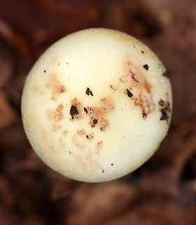 Coker's Lavender Staining Amanita - Amanita lavendula Habitat: Growing on the ground in a mixed forest
https://www.jungledragon.com/image/143725/cokers_lavender_staining_amanita_-_amanita_lavendula.html Amanita lavendula,Coker's Lavender Staining Amanita,Fall,Geotagged,United States