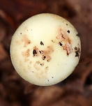 Coker's Lavender Staining Amanita - Amanita lavendula Habitat: Growing on the ground in a mixed forest<br />
https://www.jungledragon.com/image/143725/cokers_lavender_staining_amanita_-_amanita_lavendula.html Amanita lavendula,Coker's Lavender Staining Amanita,Fall,Geotagged,United States