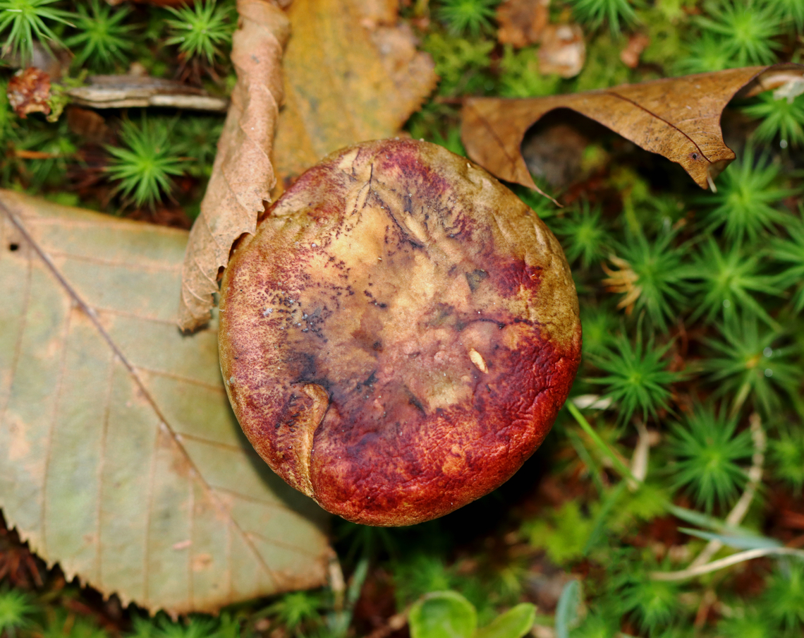 Two-colored Bolete - Baorangia bicolor Habitat: Mixed forest Baorangia,Baorangia bicolor,Fall,Geotagged,Two-colored Bolete,United States,bolete,fungus,mushroom