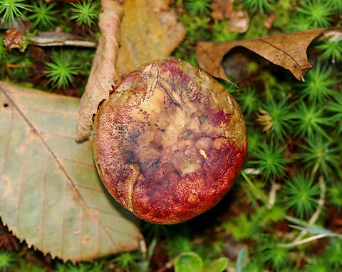Two-colored Bolete - Baorangia bicolor Habitat: Mixed forest Baorangia,Baorangia bicolor,Fall,Geotagged,Two-colored Bolete,United States,bolete,fungus,mushroom
