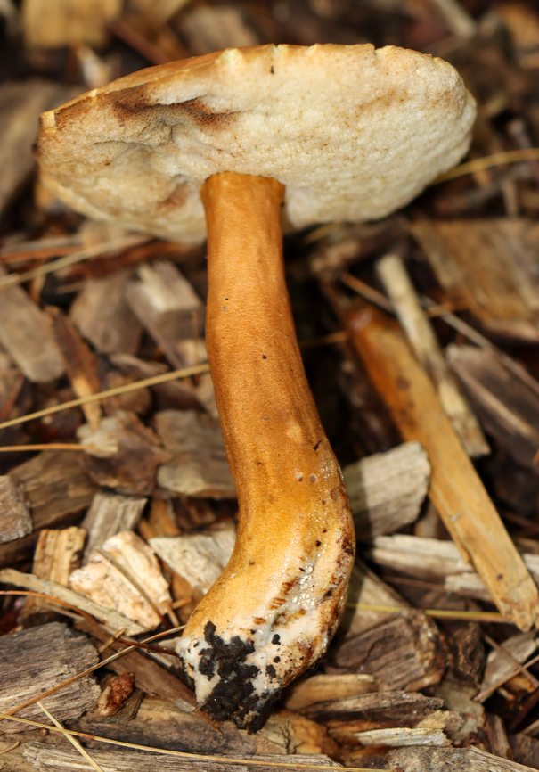 Chestnut Bolete - Gyroporus castaneus group Habitat: Mixed forest<br />
<figure class="photo"><a href="https://www.jungledragon.com/image/143724/chestnut_bolete_-_gyroporus_castaneus_group.html" title="Chestnut Bolete - Gyroporus castaneus group"><img src="https://s3.amazonaws.com/media.jungledragon.com/images/3232/143724_thumb.jpg?AWSAccessKeyId=05GMT0V3GWVNE7GGM1R2&Expires=1767225610&Signature=kycRsPsLM%2Ft7h%2BfIpJgx1Q8VEvQ%3D" width="200" height="158" alt="Chestnut Bolete - Gyroporus castaneus group Habitat: Mixed forest<br />
https://www.jungledragon.com/image/143728/chestnut_bolete_-_gyroporus_castaneus_group.html Chestnut bolete,Fall,Geotagged,Gyroporus,Gyroporus castaneus,United States,bolete,fungus,mushroom" /></a></figure> Chestnut bolete,Fall,Geotagged,Gyroporus castaneus,United States