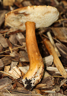 Chestnut Bolete - Gyroporus castaneus group Habitat: Mixed forest
https://www.jungledragon.com/image/143724/chestnut_bolete_-_gyroporus_castaneus_group.html Chestnut bolete,Fall,Geotagged,Gyroporus castaneus,United States