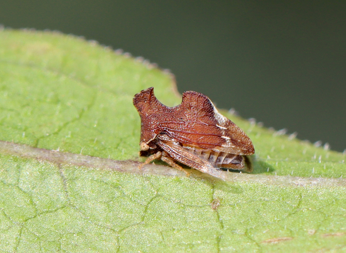 Keeled Treehopper - Entylia carinata Habitat: Rural yard Entylia,Entylia carinata,Fall,Geotagged,Keeled Treehopper,United States,treehopper