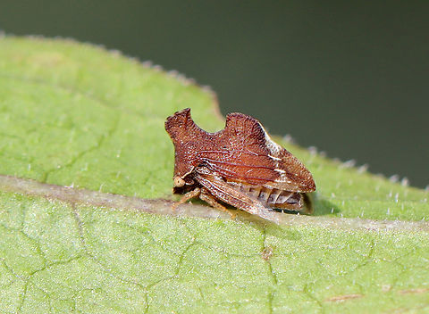 Keeled Treehopper - Entylia carinata Habitat: Rural yard Entylia,Entylia carinata,Fall,Geotagged,Keeled Treehopper,United States,treehopper