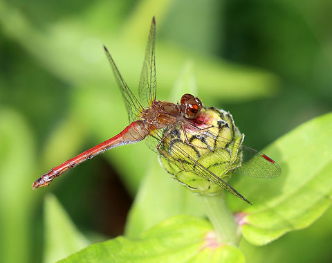 Yellow-legged Meadowhawk - Sympetrum vicinum Habitat: Rural yard Fall,Geotagged,Sympetrum,Sympetrum vicinum,United States,Yellow-legged meadowhawk,dragonfly