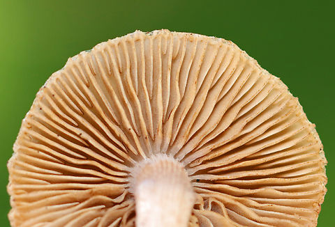 Mushroom - Family Inocybaceae, maybe Inosperma subrubescens Habitat: Growing on the ground in moss and grass; edge of a rural yard with lots of oak and pine
https://www.jungledragon.com/image/143770/mushroom_-_family_inocybaceae_maybe_inosperma_subrubescens.html Fall,Geotagged,United States