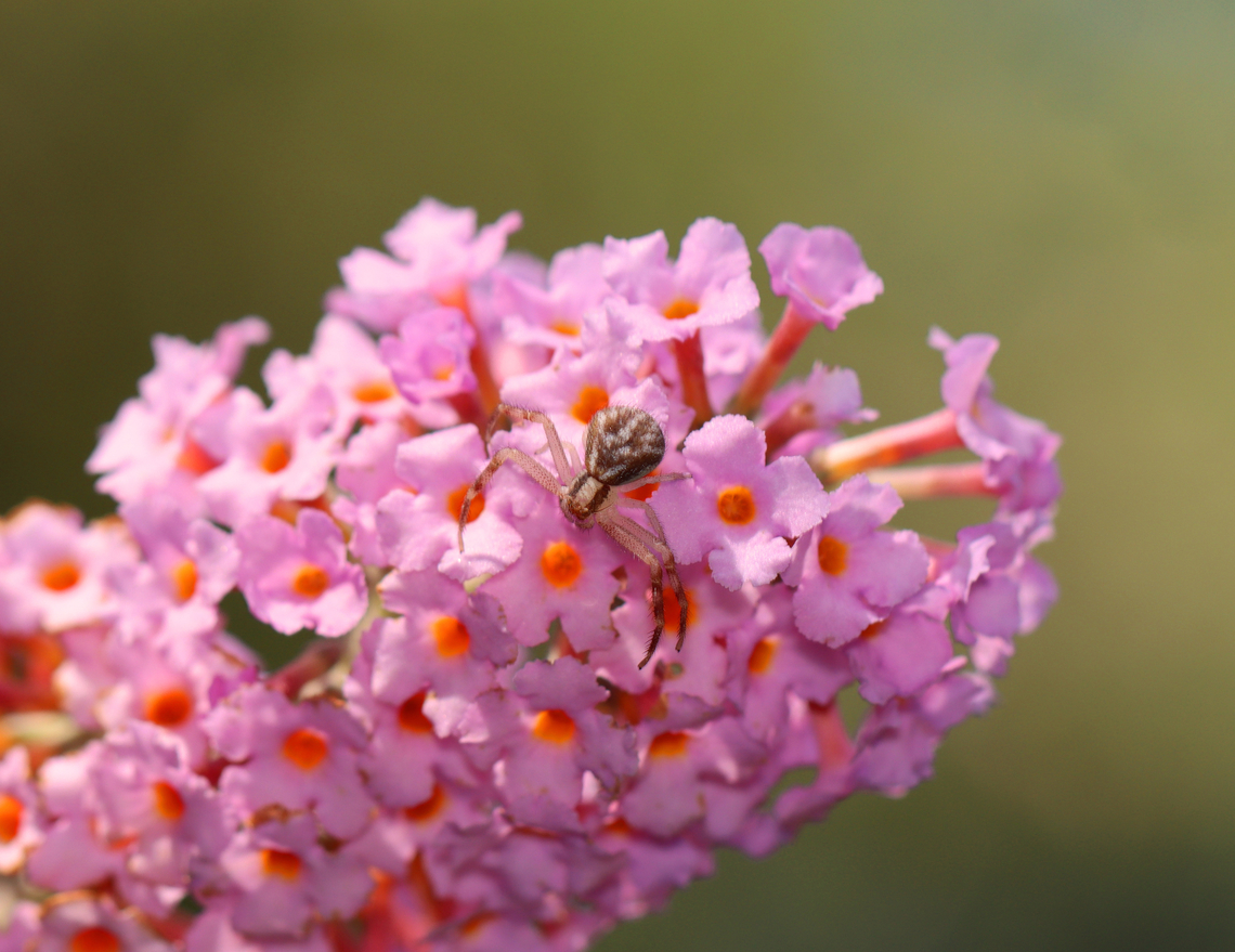Northern Crab Spider - Mecaphesa asperata Habitat: Rural yard Fall,Geotagged,Mecaphesa,Mecaphesa asperata,Northern Crab Spider,United States,crab spider,spider