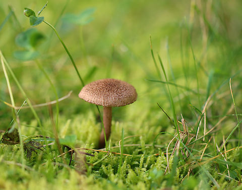 Mushroom - Family Inocybaceae, maybe Inosperma subrubescens Habitat: Growing on the ground in moss and grass; edge of a rural yard with lots of oak and pine
https://www.jungledragon.com/image/143768/mushroom_-_family_inocybaceae_maybe_inosperma_subrubescens.html Fall,Geotagged,Inocybaceae,United States,fungus,mushroom