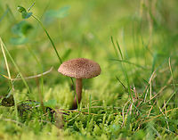 Mushroom - Family Inocybaceae, maybe Inosperma subrubescens Habitat: Growing on the ground in moss and grass; edge of a rural yard with lots of oak and pine<br />
https://www.jungledragon.com/image/143768/mushroom_-_family_inocybaceae_maybe_inosperma_subrubescens.html Fall,Geotagged,Inocybaceae,United States,fungus,mushroom